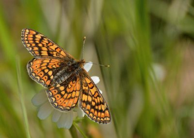 Nans-sous-Sainte-Anne - le papillon damier de la Succise