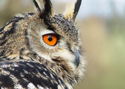 Nans-sous-Sainte-Anne - le Hibou grand-duc